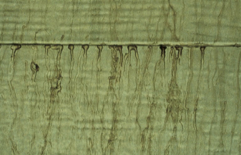 Uneven Gloss or Poor Sheen Uniformity